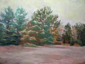 Pines Along the Beach