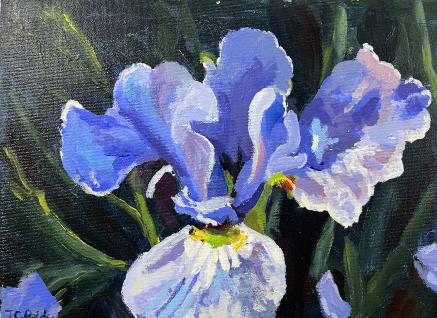 Blue Iris