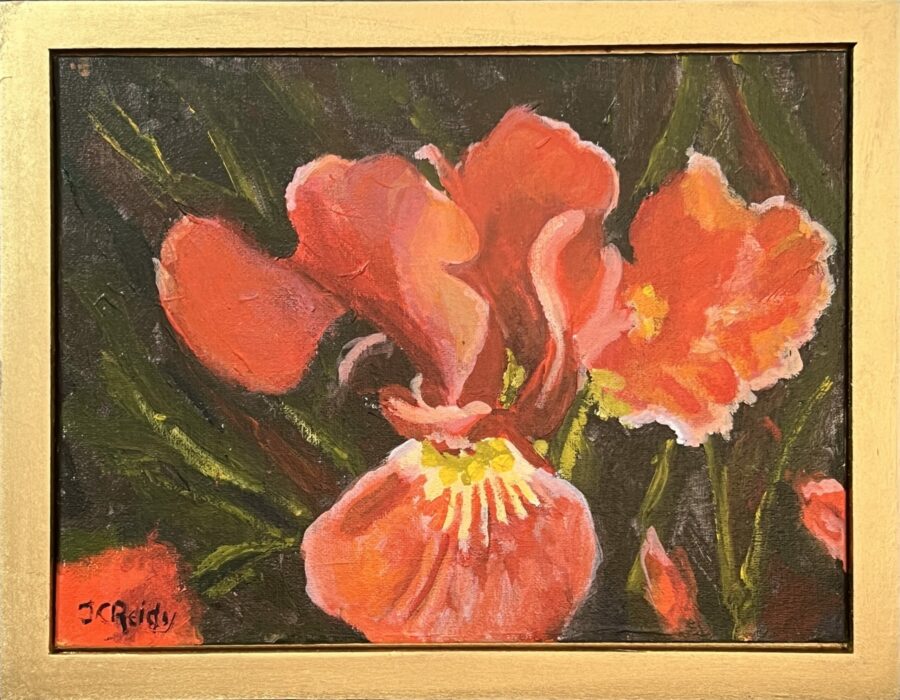 Red Iris